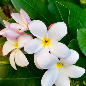 Meet your Posher, Mailee